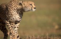 Circuit Safari en camping au Kenya