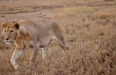 Circuit Du Serengeti aux chutes Victoria par voie terrestre :* de nuit et épices