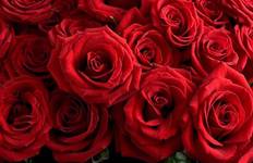 Circuit Tournoi des roses