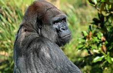 Kigali bis Sansibar Überlandreise (inkl. Gorilla Trekking) Reise