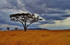 Circuit Serengeti et cratère du Ngorongoro