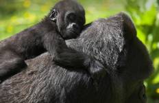Uganda Overland: Gorillas & Chimps Tour
