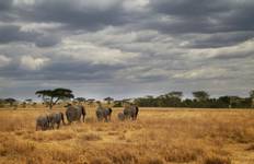 Circuit Safari en camping dans les Masaïs et en Tanzanie