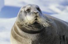 Circuit Explorer le Svalbard : Le meilleur de l'Arctique norvégien