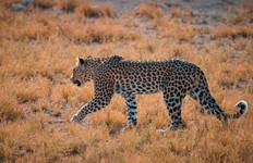 Circuit Pistes Tusker