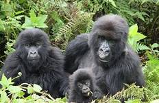 A Week In Gorilla Lands Tour