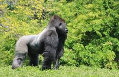 The Gorilla Stop Tour