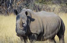 Circuit Safari camping à Etosha - 3 jours