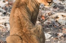 Circuit Safari de 6 jours avec hébergement dans les dunes et la faune