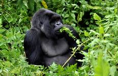 Circuit De l'Ouganda au Rwanda : treks et safaris en compagnie de gorilles