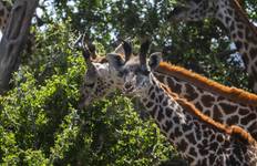 Kili Trek and Safari Tour