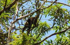 Tortuguero National Park Adventure 3D/2N Tour