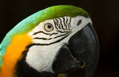 Puerto Maldonado Erlebnisreise mit Amazonas Öko-Lodge (von Puerto Maldonado) - 3 Tage Reise