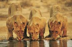 Circuit 41 jours du Cap au Kenya - Camping