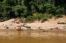 Journey to the Golden Triangle: Vientiane to Chiang Mai 10-Day Tour