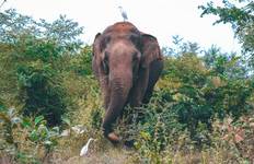 Circuit Le Sri Lanka à l'état sauvage - 10 jours