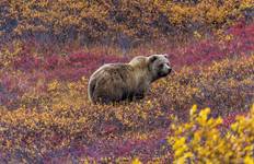Best of Alaska Tour