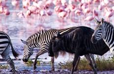 Stone Town to Nairobi Tour