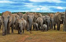 Circuit Circuit de 5 jours en groupe sur la Route des jardins et dans la région d'Addo - aller simple