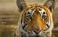 Circuit Icônes de l'Inde : Le Taj, les tigres et au-delà