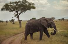 Circuit Journeys : Safari en Tanzanie National Geographic Journeys