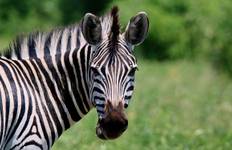 Circuit Safari de 4 jours dans le Kruger - camping