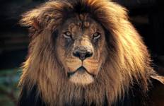 Kruger National Park 3D/2N Tour