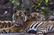 India Tiger Safari Tour