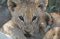 Circuit Safari en lodge au Botswana et au Zimbabwe