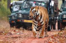 Circuit Circuit du Triangle d'Or en Inde avec Udaipur et safari animalier