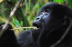 Nairobi To Kigali (13 Days) Gorillas & Gameparks Tour