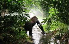 28-day Game Parks, Gorillas & Zanzibar (Accommodated) Tour