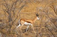 Circuit 56 jours du Cap aux Gorilles - avec hébergement