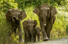 Circuit Borneo Family Holiday Comfort (6 destinations)