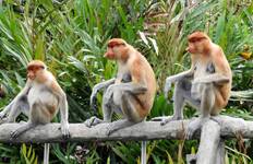 Circuit Découvrez Bornéo - Circuit de l'est de Sabah