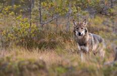 Circuit Loups, élans et castors dans les forêts du centre de la Suède