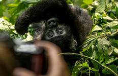 Masai Mara & Gorillas - Classic Tour (camping & accommodated) 2025 Tour