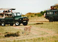 3 Days Masai Mara Safari (in a 4x4 JEEP with FREE NIGHT at Nairobi Hotel) Tour
