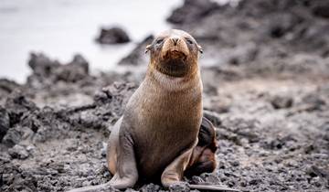 Galapagos Kreuzfahrt (Grand Daphne)