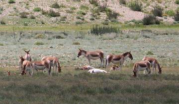 17 Days Kailash Manasarovar Full Moon Tour & Guge Kingdom Exploration