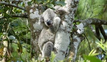 Aventura de Sidney a Brisbane (10 destinations)