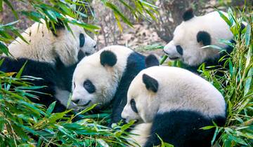 Customized China Family Trip with 5-star Cruise, Daily Start & Private Guide