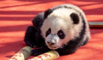 Séjour sur mesure de 5 jours à Chengdu : à la rencontre des pandas et du mont Emei (en privé) circuit