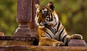 Taj, Tigers & Lakes - Golden Triangle Delhi Agra Jaipur with Ranthambore & Udaipur Tour