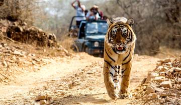 For The Love of Taj & Tiger - Golden Triangle of India & Ranthambore with 3 Tiger Safaris Tour