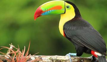 Hoogtepunten van Costa Rica