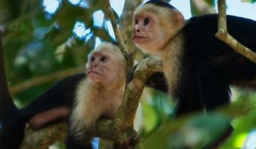 Budgetreizen rond Costa Rica