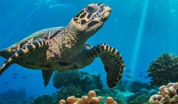Circuito Descubre Belice