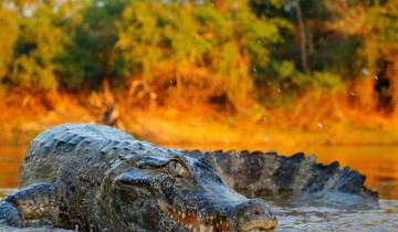 14 Days in Brazil, incl. Amazon and Rio de Janeiro