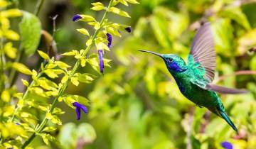 Natuur & Wilde dieren